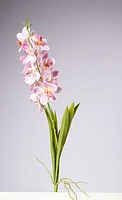 28.5" VANDA ORCHID PLANT