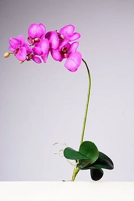 28.5" PHALAENOPSIS PLANT - FUCSIA