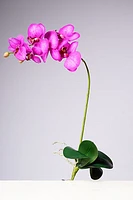 28.5" PHALAENOPSIS PLANT - FUCSIA