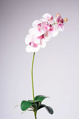 28.5" PHALAENOPSIS PLANT