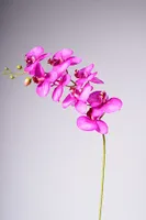 35" PHALAENOPSIS SPRAY FUCSIA