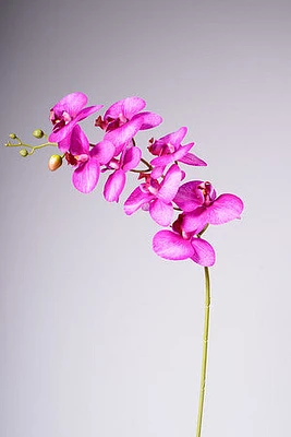 35" PHALAENOPSIS SPRAY FUCSIA