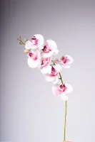 35" PHALAENOPSIS SPRAY