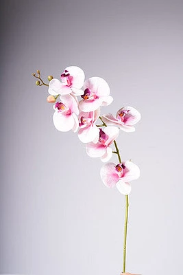 35" PHALAENOPSIS SPRAY