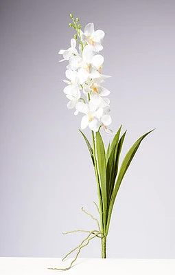 28.5" VANDA ORCHID PLANT - WHITE