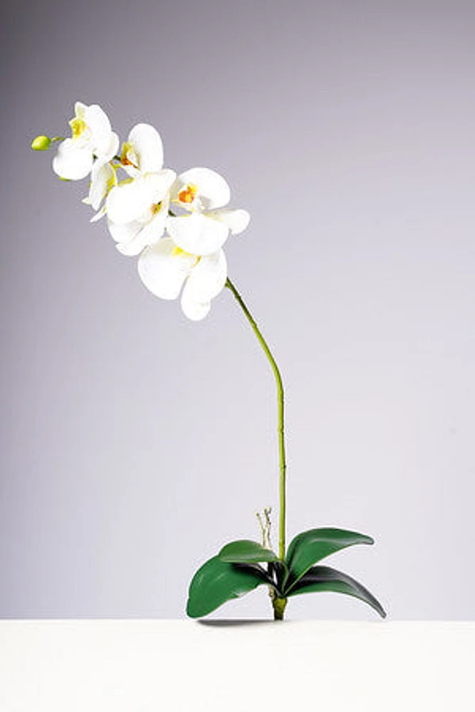 28.5" PHALAENOPSIS PLANT - WHITE