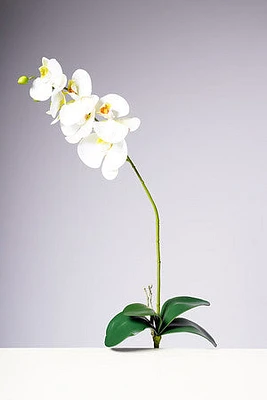 28.5" PHALAENOPSIS PLANT - WHITE