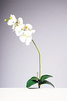 28.5" PHALAENOPSIS PLANT - WHITE
