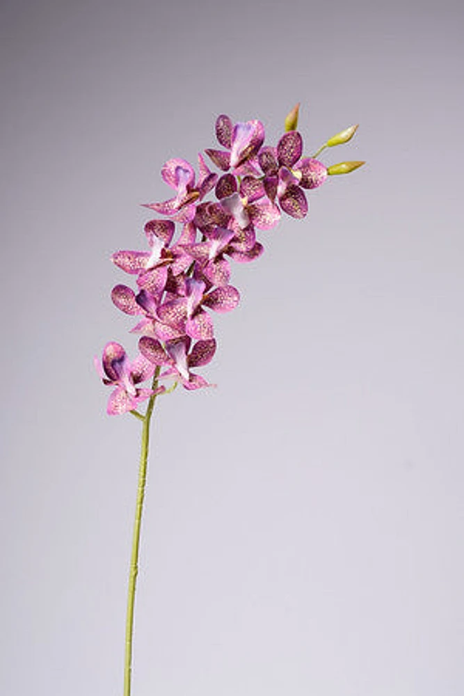 33" VANDA ORCHID PLANT - FUSCIA