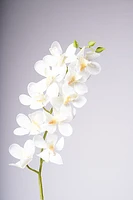 33" VANDA ORCHID PLANT -WHITE