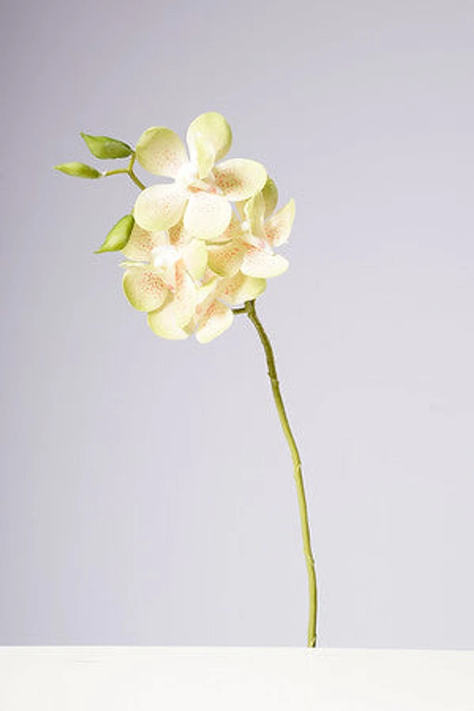 18" VANDA ORCHID PLANT