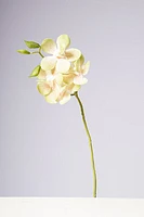 18" VANDA ORCHID PLANT