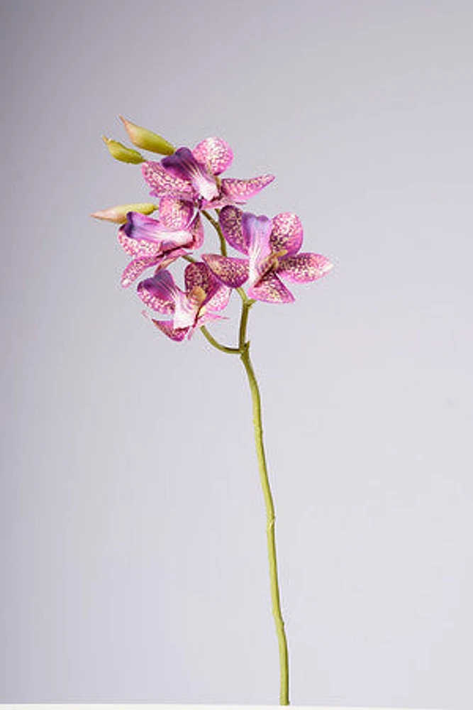 18" VANDA ORCHID PLANT - FUCSIA