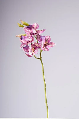 18" VANDA ORCHID PLANT - FUCSIA