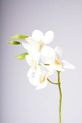 18" VANDA ORCHID PLANT - WHITE