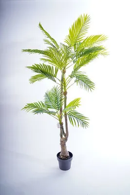 69" PALM