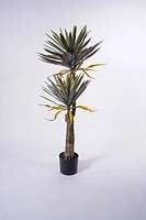 54" Yuca