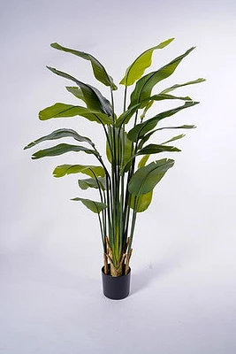 72"Strelitzia