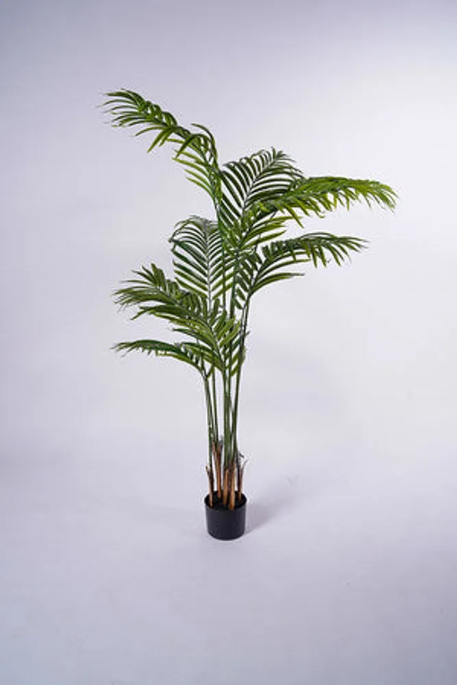 61" Palm