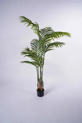 61" Palm