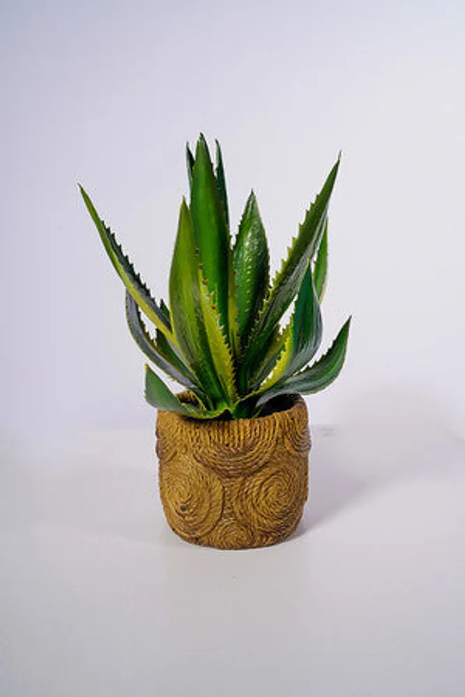 11" Agave W/Pot - Cacti Collection