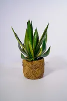 11" Agave W/Pot - Cacti Collection