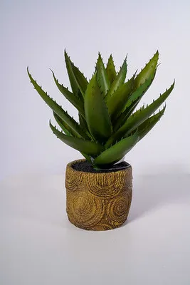 11" Aloe W/Pot - Cacti Collection