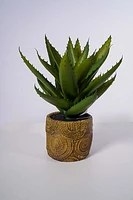 11" Aloe W/Pot - Cacti Collection