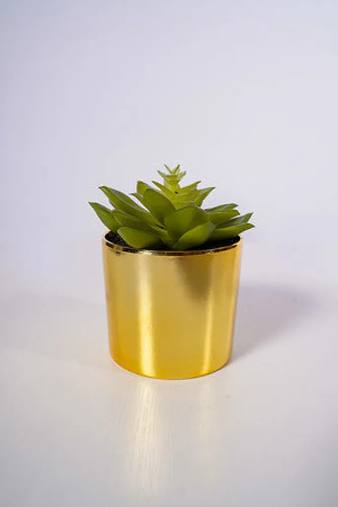 5" Succulent in Gold Pot