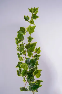 Ivy Hanging