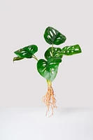 16" Anthurium x 6 lvs