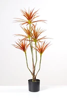 40" Mini Dracaena x 138lvs