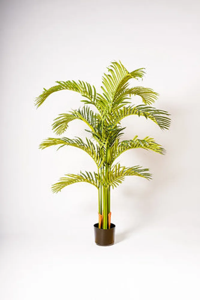 65" ARECA PALM