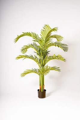 65" ARECA PALM