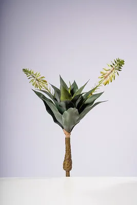 25" AGAVE PLANT W/ 2 FLOWERS CREAM/WHITE