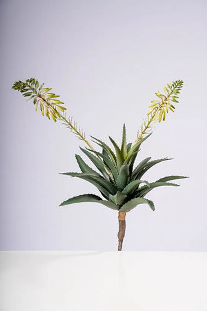 22" ALOE VERA PLANT W/2 FLOWERS CREAM/WHITE