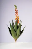 29" ALOE VERA PLANT W/FLOIWER GOLD/YELLOW