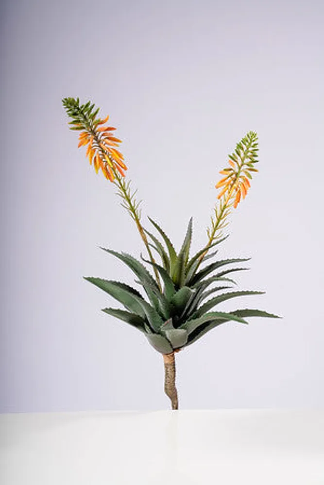 22" ALOE VERA PLANT W/2 FLOWERS GOLD / YELLOW