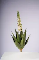 29" ALOE VERA PLANT W/FLOIWER CREAM/WHITE