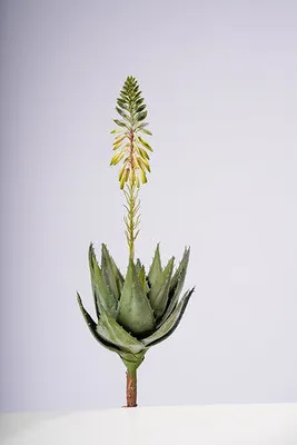 19.5" AGAVE PLANT W/FLOWER GOLD/YELLOW