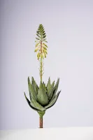 19.5" AGAVE PLANT W/FLOWER GOLD/YELLOW