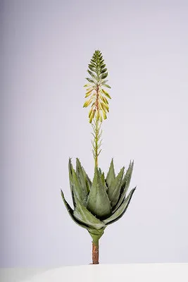 19.5" AGAVE PLANT W/FLOWER CREAM/WHITE