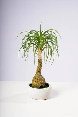 15.5" GRASS PLANT W/POT