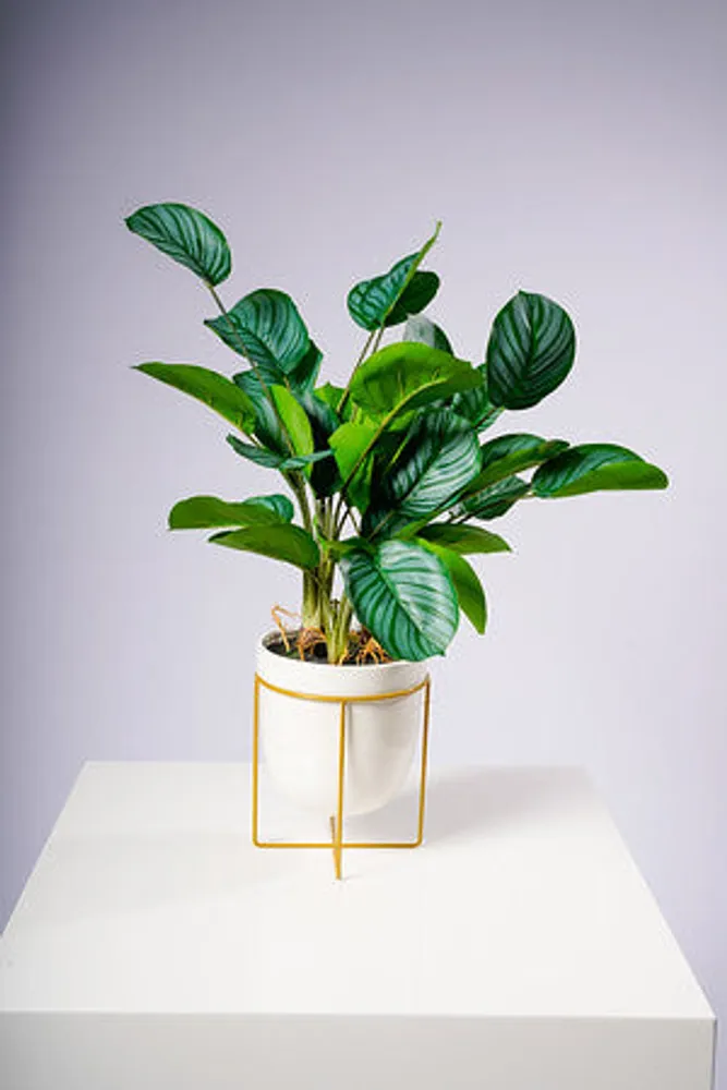 28" CALATHEA PLANT W/POT AND STAND