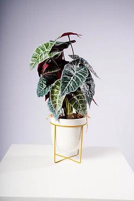 25.5" ALOCASIA PLANT W/POT AND STAND