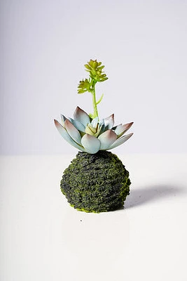 5.5" ECHEVERIA PLANT W/MOSS BALL GREEN/BLUE