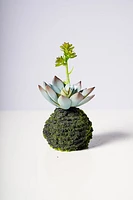 5.5" ECHEVERIA PLANT W/MOSS BALL GREEN/BLUE
