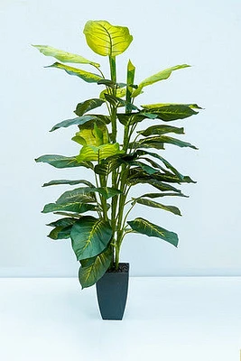 130CM DIEFFENBACHIA IN POT