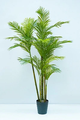 6'  ARECA PALM X7 IN POT