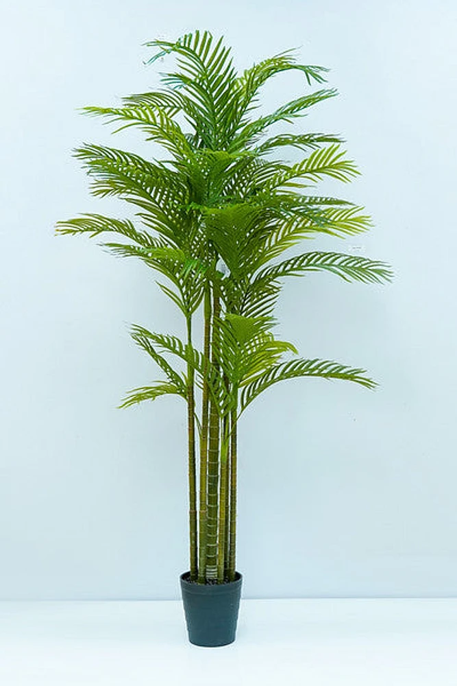 7' ARECA PALM X7 IN POT